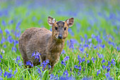 Muntjack deer (Muntiacus reevesi) standing amongst bluebell