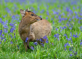 Muntjack deer (Muntiacus reevesi) standing amongst bluebell, England