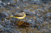 Grey wagtail (Motacilla cinerea) perched on a stone amongst wate, England