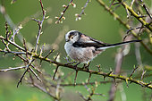 Long-tailed tit (Aegithalos caudatus;) perched amongst blackthorn