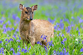 muntjack deer (Muntiacus reevesi) amongst bluebell, England