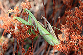 Praying mantis (Mantis religiosa) mating on stonecrop (Sedum sp), Hautes-Alpes, France