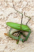 Mante religieuse (Mantis religiosa) femelle dévorant le mâle pendant l'accouplement, France
