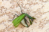 Mante religieuse (Mantis religiosa) femelle dévorant le mâle pendant l'accouplement, France