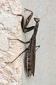 Grey Praying Mantis (Mantis religiosa) on a wall, France