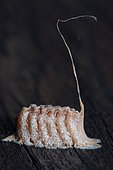 Conehead Mantis (Empusa pennata), Ootheca, France