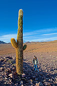 " Cardon grande" (Echinopsis atacamensis) and photographer, Atacama. Alt. 3800 m., Chili.