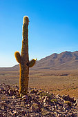 " Cardon grande" (Echinopsis atacamensis), Atacama. Alt. 3800 m., Chili.