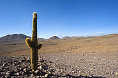 " Cardon grande" (Echinopsis atacamensis), Atacama. Alt. 3800 m., Chili.