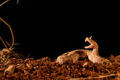 Horned desert viper (Cerastes cerastes) biting, from Mauritania to Arabian peninsula