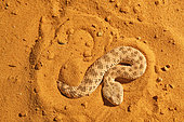 Sahara sand viper (Cerastes vipera) sinking into the sand, From Mauritania to Egypt. Captivity