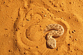 Sahara sand viper (Cerastes vipera) sinking into the sand, From Mauritania to Egypt. Captivity