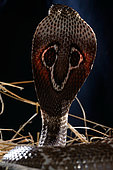 Indian cobra (Naja naja naja), India, Pakistan