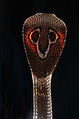 Indian cobra (Naja naja naja), India, Pakistan