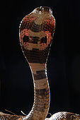 Indian cobra (Naja naja naja), India, Pakistan