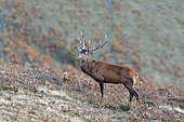 Red deer (Cervus elaphus), young stag in a bellowing place, Hautes Pyrénées, France.
