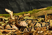 Black-headed bushmaster (Lachesis melanocephala) Costa-Rica, Panama. Captivity.