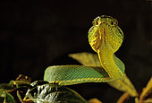Two-striped forest-pitviper (Bothrops bilineatus bilineatus). Equatorial forest from Venezuela to Brazil Captivity.