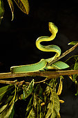 Two-striped forest-pitviper Bothops bilineatus bilineatus. Equatorial forest from Venezuela to Brazil Captivity.