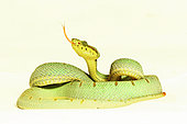 Two-striped forest-pitviper (Bothrops bilineatus bilineatus). Equatorial forest from Venezuela to Brazil on white background