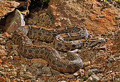 Central Turkish mountain viper (Montivipera albizona), Central Turkey, Captivity