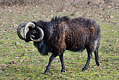 Jacob sheep (Ovis aries) with 4 horns , Poitou, France