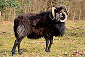 Jacob sheep (Ovis aries) with 4 horns , Poitou, France
