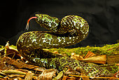 Mangshan pit viper (Protobothrops mangshanensis), South Hunan, China