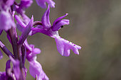 Southern early purple orchid (Orchis olbiensis), Bouches-du-Rhone, France