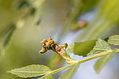 Gall caused by Psyllid (Psyllopsis fraxini agg.) on Narrow-leaved ash (Fraxinus angustifolia), Gard, France