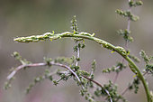 Shoot of Wild asparagus (Asparagus acutifolius), Aude, France