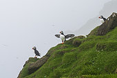 Atlantic puffin (Fratercula arctica), Mykines Island, Faroe Islands, Denmark.