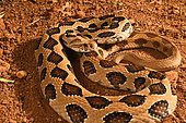 Indian Russell's Viper (Daboia russelii)