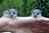 Young Fat dormice (Glis glis) on hand. France