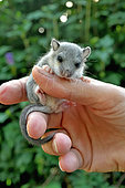 Young Fat dormouse (Glis glis) on hand. France