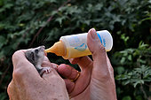 Young dormouse (Glis glis), Bottle fed, France