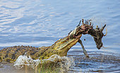 Nile crocodile (Crocodylus niloticus) is eating wildebeest in the Mara river. Kenya. Maasai Mara. Africa.