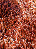 Red Tsingy. Typical landscape. Madagascar.