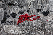Tsingy. Plants with red leaves on the gray stones. Madagascar.