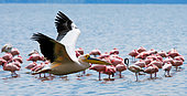 Pelican (Pelecanus onocrotalus) is flying low over the lake. Lake Nakuru. Kenya.