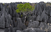 Tsingy de Bemaraha. Typical landscape with tree. Madagascar.
