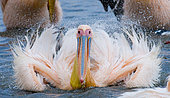 Great White Pelican (Pelecanus onocrotalus) is swimming in the water in all the spray of. Lake Nakuru. Kenya. Africa.