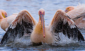 Great White Pelican (Pelecanus onocrotalus) is swimming in the water in all the spray of. Lake Nakuru. Kenya. Africa.