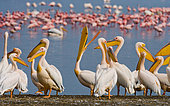 Group of pelicans (Pelecanus onocrotalus) are sitting at the water's edge. Lake Nakuru. Kenya. Africa.