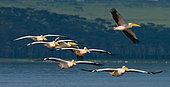 Flock of pelicans (Pelecanus onocrotalus) are flying over the lake. Lake Nakuru. Kenya. Africa.