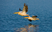 Pair of pelicans (Pelecanus onocrotalus) are flying over the water. Lake Nakuru. Kenya. Africa.