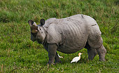 Wild Great one-horned rhinoceros (Rhinoceros unicornis) in national park. India. Kaziranga National Park.