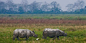 Two Wild Great one-horned rhinoceroses (Rhinoceros unicornis) in a national park. India. Kaziranga National Park.