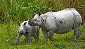Female Great one-horned rhinoceroses (Rhinoceros unicornis) and her baby. India. Kaziranga National Park.