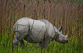 Wild Great one-horned rhinoceros (Rhinoceros unicornis) in Kaziranga National Park. India. Kaziranga National Park.